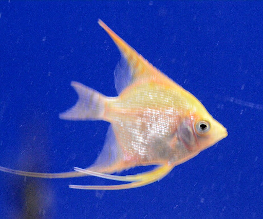 Easy Tropical Fish Ltd - Thumbnail