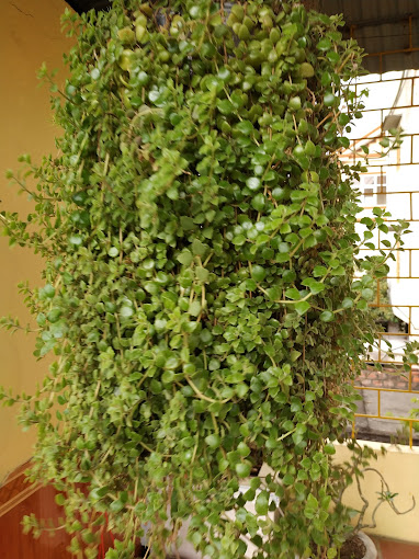 Cửa Hàng Vlxd Thắng Lâm