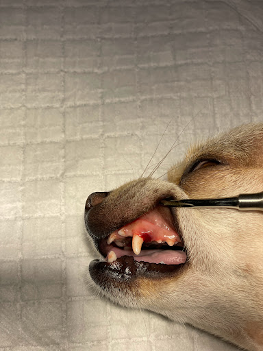 Ambulatorio veterinario Argo Vet dott. Lepore Antonio - Thumbnail