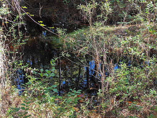 Osceola Shelter - Thumbnail