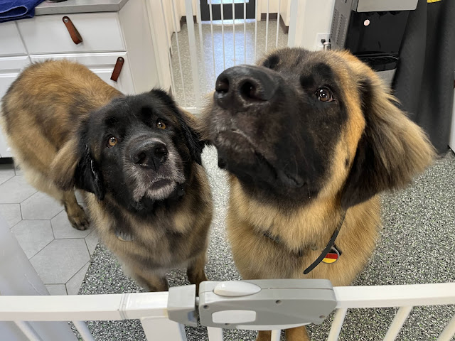 Doggy Style Salon by null