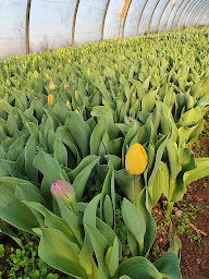 Photo n°3 de Les Fleurs Du Peras à Mauguio (Fleuriste grossiste)