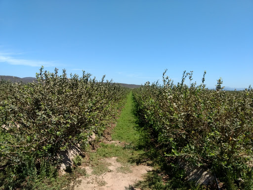 Agricola De Fuerte Fe - Thumbnail