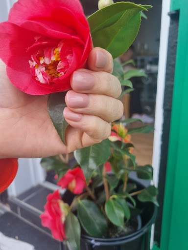 Brasil Beauty - Thumbnail