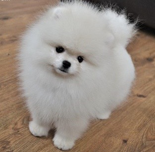 Pixie Pomeranians - Visual