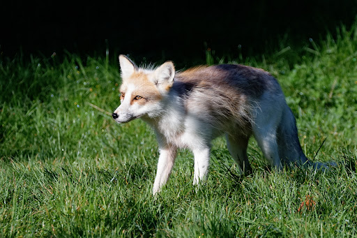Silberfuchs-Anlage - Thumbnail