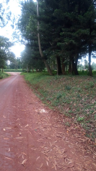 Photos of Show Ground Forest