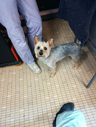 Photo n°22 de Les Doggychou à Saint-Pourçain-sur-Sioule (Bar)