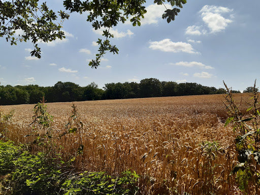Dellwiger Bach - Thumbnail