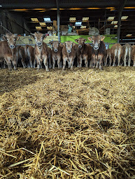 Photo n°15 de Ferme Du Petit Bas Champ à Quend (Ferme d'élevage)