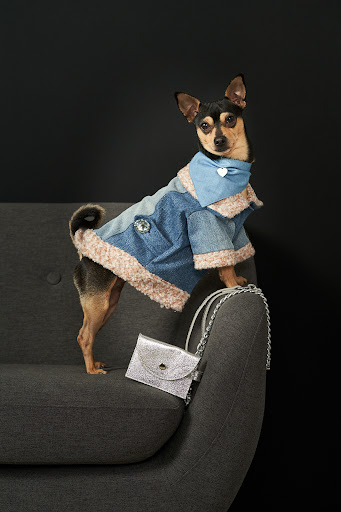 DogAbsolutely