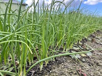 洲本農園 淡路島玉ねぎ -しまにしき直売店-洲本インター近く🧅