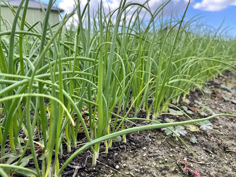 洲本農園 淡路島玉ねぎ -しまにしき直売店-洲本インター近く🧅