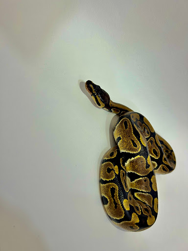Amigos Pets - Visual