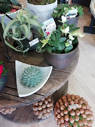 Photo n°40 de CACTUS CRÉATION à Saint-Chamond (Fleuriste)