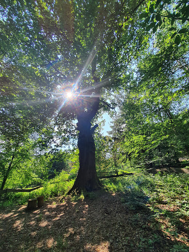 Viehstandseiche - Thumbnail