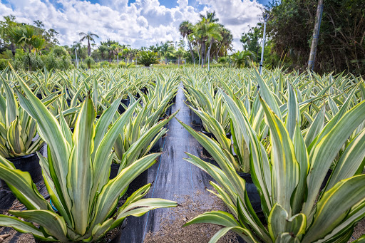 D'Asign Source Botanicals - Visual