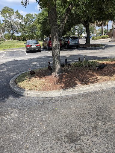 Carrollwood Village Shoppes - Thumbnail