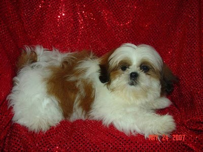 Amazing Shih-Tzu