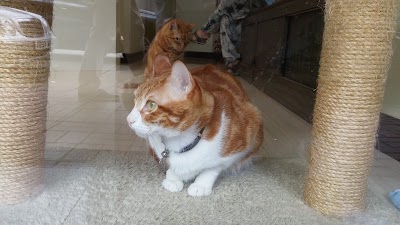 Photos of Kowloon Cat Hospital