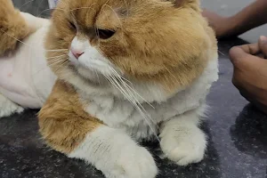 Cityvet Pet Clinic image
