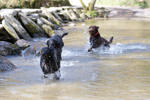 Devon Dog Boarding - Thumbnail
