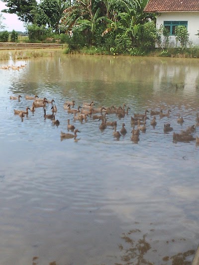 Photos of Perthelons Of The "DEPOK"