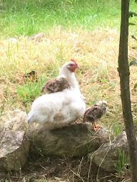 Photo n°6 de Feutre Formation France à Montbrun-Bocage (Centre de formation)