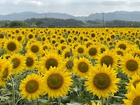山元町 ひまわり畑