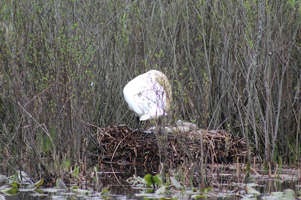 Nelson Township - Image 2