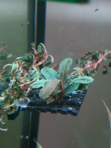 AquaBota - Thumbnail