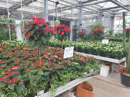 Blumen Hachtel - Thumbnail