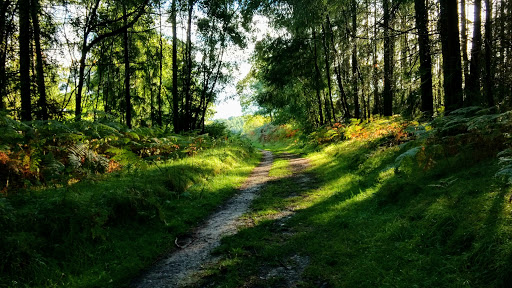 Mortimer Forest - Visual