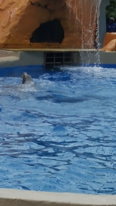 Golden Dome Sea Lion Show