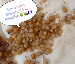 Photo n°4 de L'escargot à la française à Lubersac (Magasin de produits de la ferme)