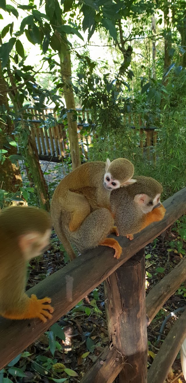 Monkey Jungle Dominican Republic