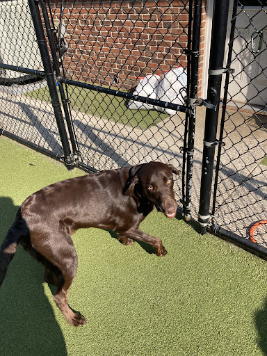 Park Your Paws - Boarding, Grooming, Day Camp Gallery - United States