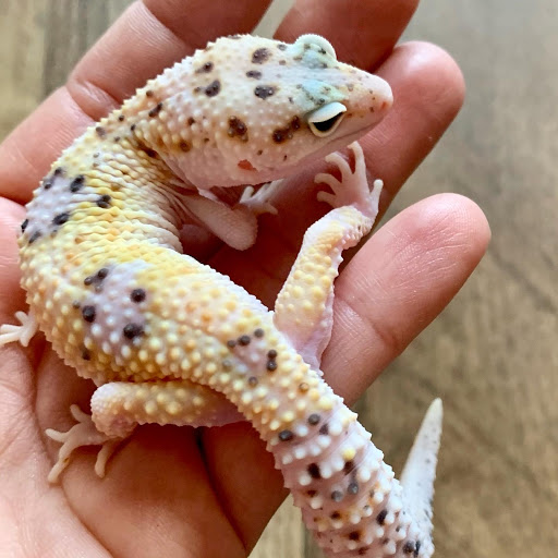 Gulf Coast Gecko - Thumbnail