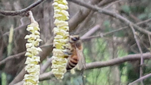 Photo n°8 de Miel de Sainte Mère-Eglise à Sainte-Mère-Église (Miellerie)