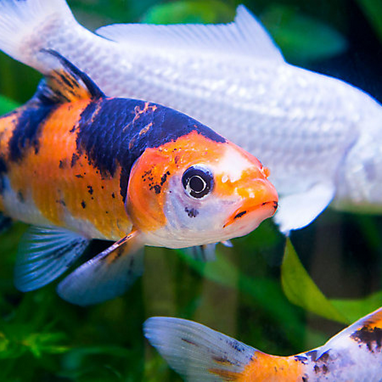 Lehigh Valley Koi Rescue - Japanese Koi Fish Rescue - Japanese Koi