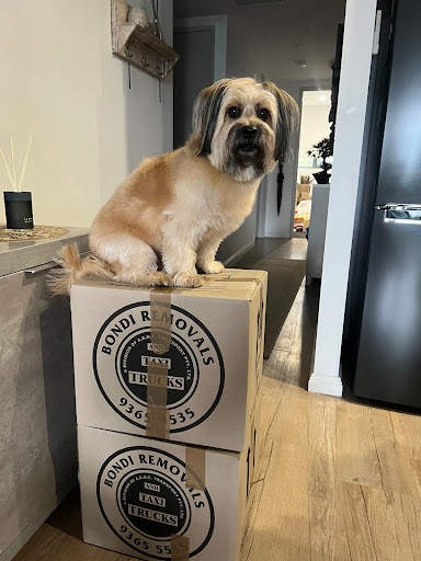 Bondi Removals - Thumbnail