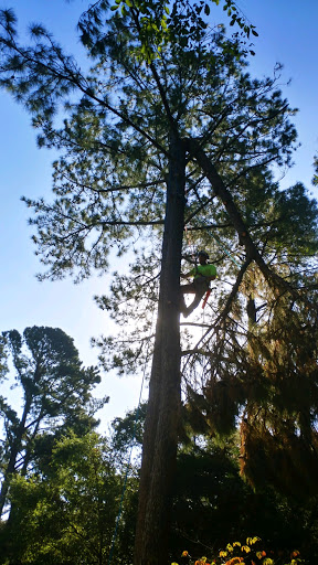 Donatelli Tree Services LLC