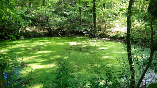 Bachwiesental - Thumbnail