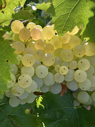 Photo n°6 de CROIX MARON COGNAC ⚜️ La Légende du Cognac ⚜️ à Segonzac (Vignoble)