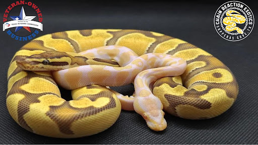 Chain Reaction Exotics - Visual