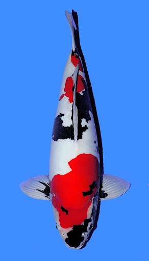 Koi Aqua - Visual