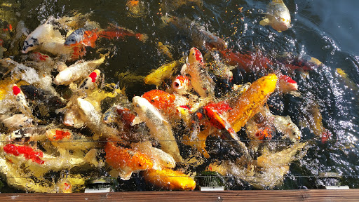H+R Koi - Thumbnail