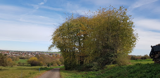Alte Kirschbäume