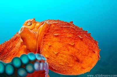Photos of 7th Heaven Scuba&reg;