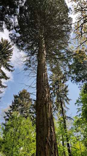 Mammutbäume Ulm - Thumbnail
